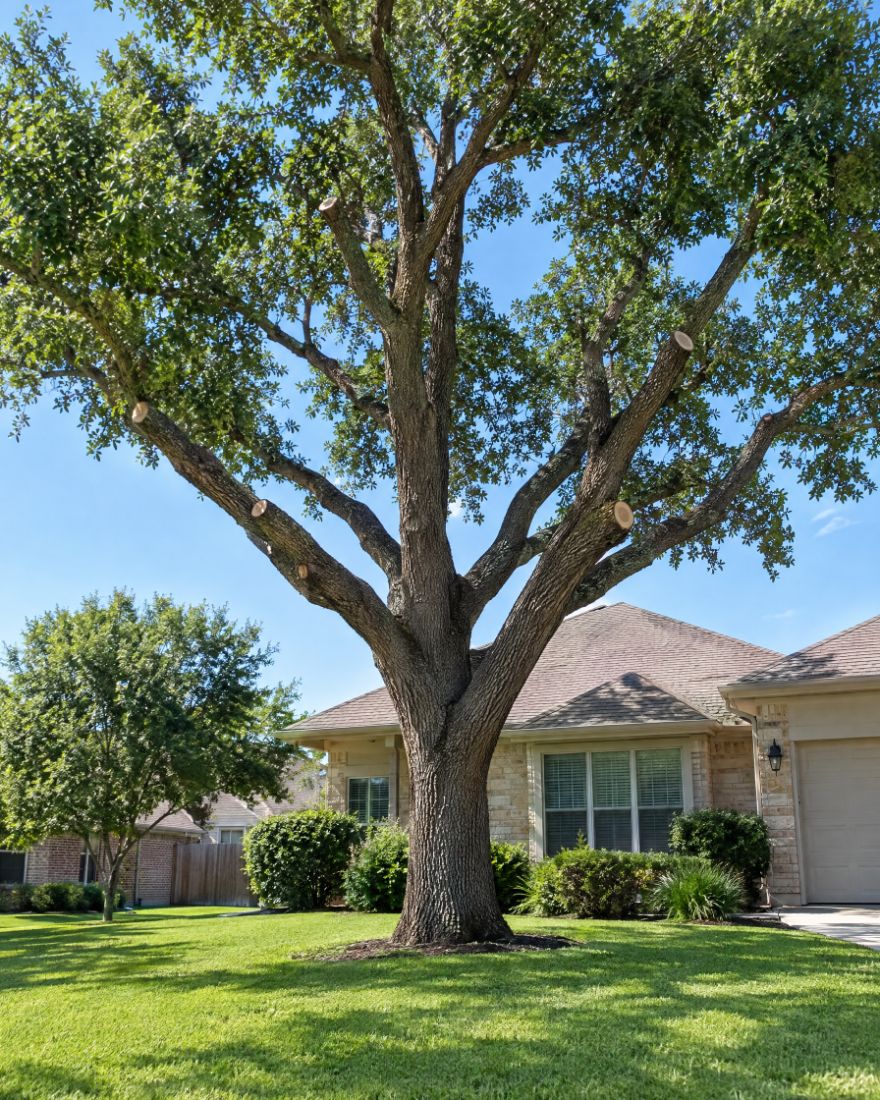 Tree Service